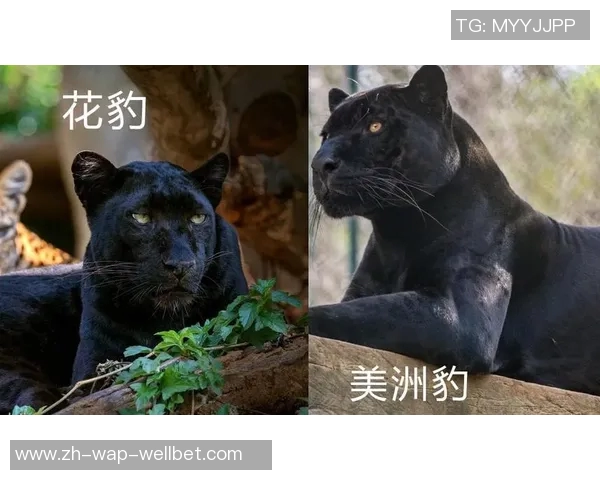美洲虎与美洲狮的生存之争探秘与生态对比分析 美洲虎与美洲狮的生存之争探秘与生态对比分析